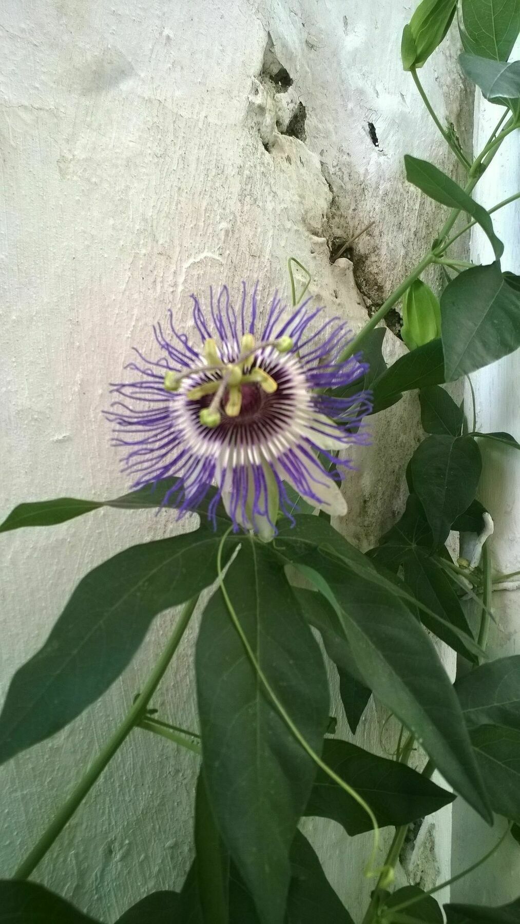 Old Kalamaki Pansiyon Kalkan Luaran gambar
